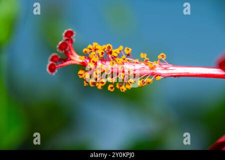 Une superbe photo macro capturant les détails complexes et les étamines vibrantes de l'Hibiscus Rosa Sinensis rouge, également connu sous le nom de Rose chinoise. Banque D'Images