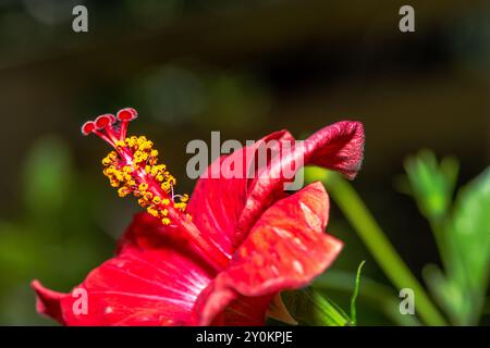 Une superbe photo macro capturant les détails complexes et les étamines vibrantes de l'Hibiscus Rosa Sinensis rouge, également connu sous le nom de Rose chinoise. Banque D'Images