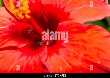 Une superbe photo macro capturant les détails complexes et les étamines vibrantes de l'Hibiscus Rosa Sinensis rouge, également connu sous le nom de Rose chinoise. Banque D'Images