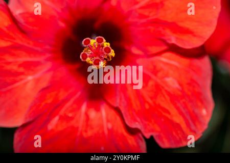 Une superbe photo macro capturant les détails complexes et les étamines vibrantes de l'Hibiscus Rosa Sinensis rouge, également connu sous le nom de Rose chinoise. Banque D'Images