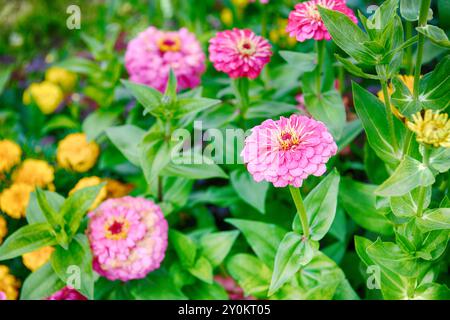 Zinnia rose dans le jardin du matin. Mise au point sélective. DOF faible Banque D'Images