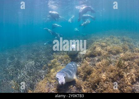 Lions de mer australiens dans l'herbe de mer Banque D'Images