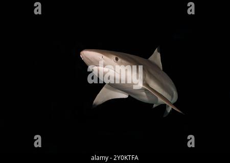 Requin de récif à pointe noire lors d'une plongée de nuit Banque D'Images