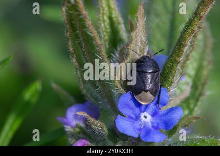 Sehirus luctuosus (Forget-me-Not Bug), insecte blindé foudroyant appartenant à la famille des Cydnidae, sur alcanet vert (Pentaglottis sempervirens) Banque D'Images