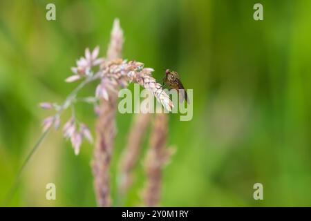 Mouche de danse assise sur la tête de graine de velvetgrass. Comté de Durham, Angleterre, Royaume-Uni Banque D'Images