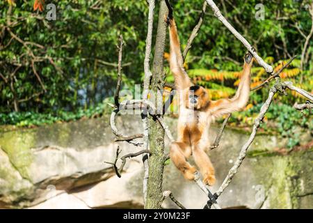 Une femelle Black Gibbon (Hylobates gabriella) est assise sur des lianes artificielles au zoo de Hanovre. Banque D'Images