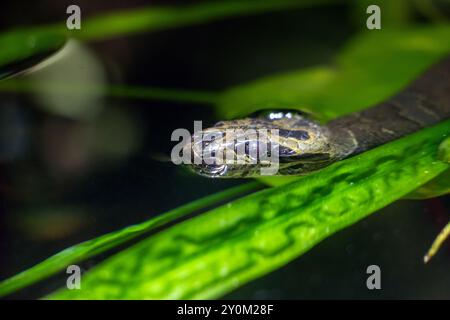 Petit serpent kukri rayé, Oligodon fasciolatus nage dans l'eau Banque D'Images