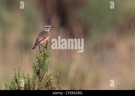 Whinchat (Saxicola rubetra) femelle/premier hiver sur arbuste Seablite (Suaeda vera) Norfolk septembre 2024 Banque D'Images