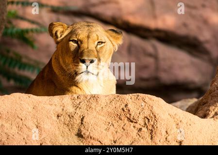 Portrait d'une femme Lion barbaresque (Panthera leo leo), allongée sur un rocher au zoo de Hanovre. Banque D'Images