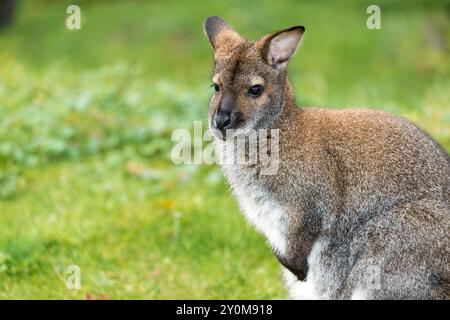 Portrait d'un wallaby à cou rouge (Macropus rufogriseus), assis sur une prairie du zoo de Hanovre. Banque D'Images