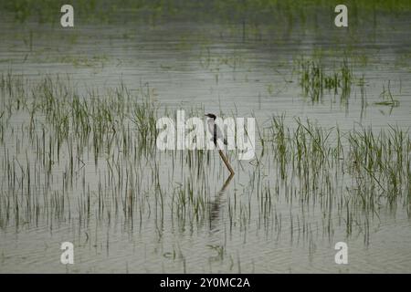 Un petit Cormoran solitaire perché sur un poteau dans un champ gorgé d'eau pendant les moussons à Mangalore, Karnataka, Inde. Aussi appelé le Microcarbo Niger. Banque D'Images