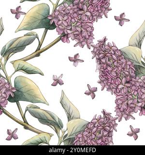 Motif sans couture avec des fleurs de lilas lilas sur un fond blanc, branche de lilas avec des feuilles sur un fond blanc. Illustration aquarelle, botanique dans Banque D'Images