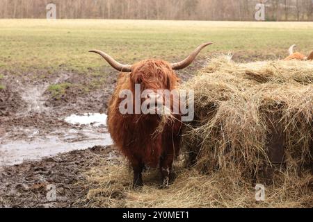 Photo d'une vache écossaise des Highlands se nourrissant de foin sur une prairie boueuse Banque D'Images