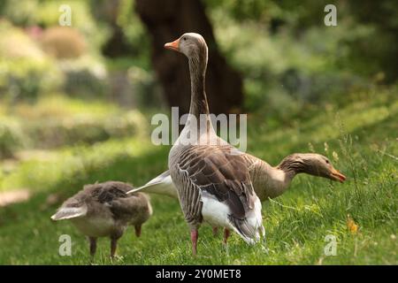 Photo de 2 oies adultes et 1 gosling se nourrissant sur l'herbe au soleil chaud Banque D'Images