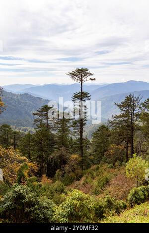 Forêt naturelle de pruche, sapin, araucaria et rhododendrons en automne le long de la randonnée Lungchutse à Thimphu, Bhoutan. Banque D'Images