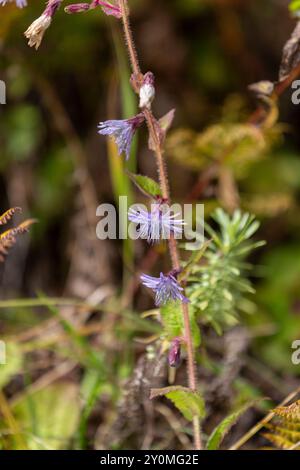 Cicerbita sp. (Famille des Asteraceae) poussant le long de la randonnée de Lungchutse à Thimphu, Bhoutan. Banque D'Images