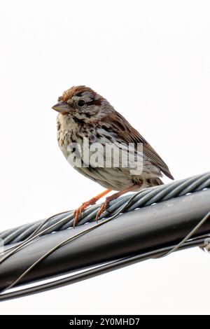 A North American Song Sparrow (Melospiza melodia) Banque D'Images