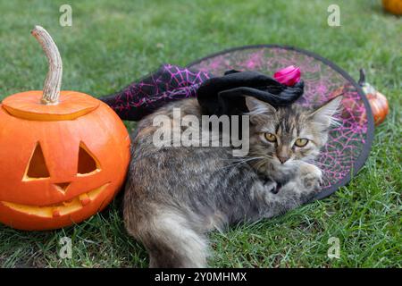 citrouille orange avec un sourire sculpté, à côté de lui se trouve votre chat préféré dans un chapeau de sorcière. Préparez-vous pour Halloween avec un animal de compagnie curieux. enfant joyeux Banque D'Images