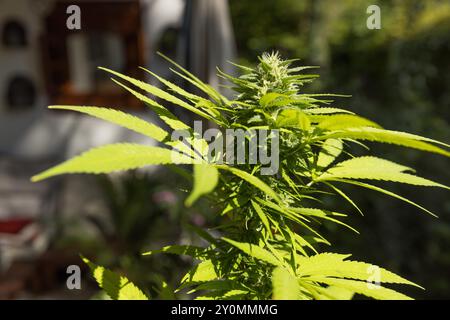 Plante de chanvre de médecine naturelle poussant sur une journée ensoleillée brillante, vue rapprochée Banque D'Images