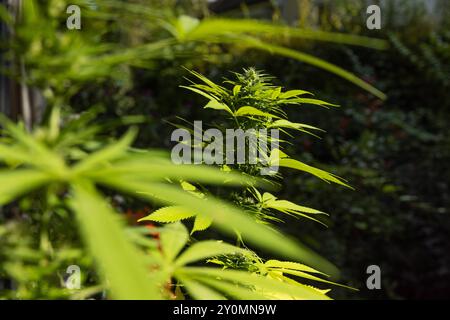 Plante de chanvre de médecine naturelle poussant par jour ensoleillé lumineux, vue rapprochée cannabis cultivé sur le balcon *** Natürliche Medizin Hanfpflanze wächst auf Banque D'Images