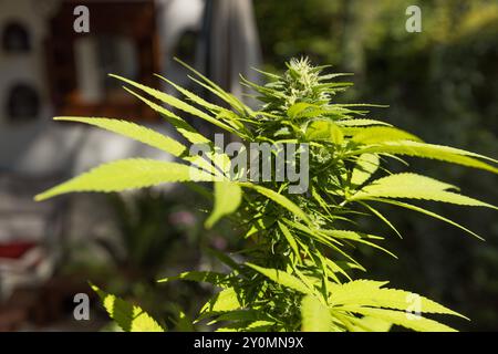 Plante de chanvre de médecine naturelle poussant par jour ensoleillé lumineux, vue rapprochée cannabis cultivé sur le balcon *** Natürliche Medizin Hanfpflanze wächst auf Banque D'Images