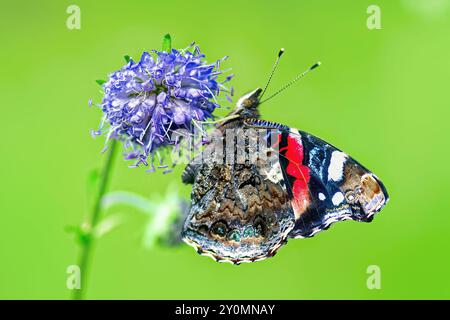 Papillon Red Admiral (Vanessa Atalanta) assis sur la fleur bleue Devil's bit scabious, isolé sur fond vert Banque D'Images