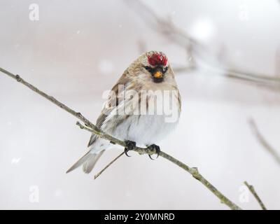 Redpoll en blanc Banque D'Images