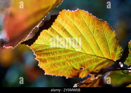 Corylus maxima ou filbert espèce de noisetier de la famille des Bétulaceae, originaire du sud-est de l'Europe et du sud-ouest de l'Asie. Corylus maxima Leaf close Banque D'Images