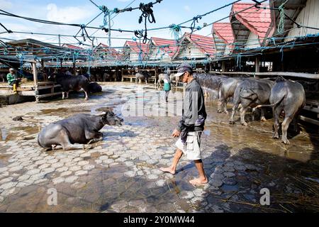 Marché Pasar Bolu, marché des buffles d'eau à Rantepao, buffles d'eau en attente d'être vendus, Tana Toraja, Sulawesi, Indonésie Banque D'Images