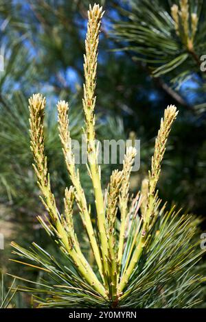 Floraison des fleurs de Pinus cembra connu sous le nom de pin suisse Arolla, pin autrichien, ou simplement espèce de pin de pierre du sous-genre strobus. Banque D'Images