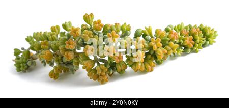 Plante Zygophyllum fontanesii isolée sur blanc Banque D'Images