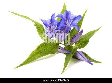 Gentiana asclepiadea isolé sur fond blanc Banque D'Images