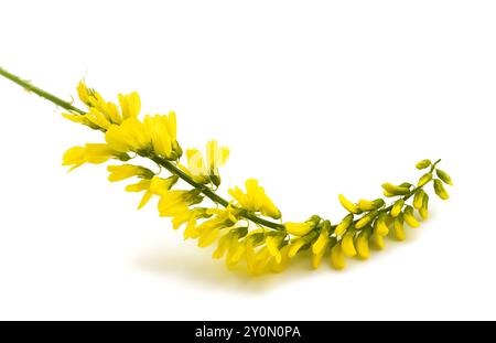 Jaune Sweet Clover isolé sur blanc Banque D'Images