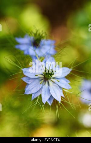 Fleur de nigelle sur fond flou Banque D'Images