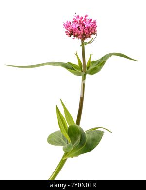 Fleurs de valériane rouge isolé sur fond blanc Banque D'Images