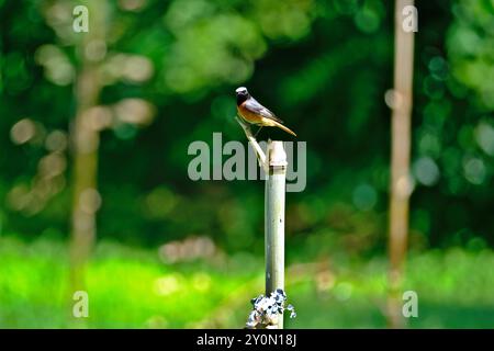 Oiseau Redstart perché sur un bâton de bambou au soleil du matin. Banque D'Images