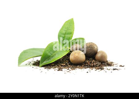 Graines de thé avec des feuilles de thé fraîches et sèches isolées sur fond blanc Banque D'Images