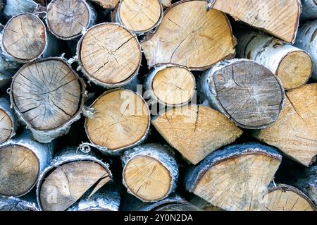 Piles de bûches de bouleau affichant des textures de bois naturelles dans différentes nuances et tailles, disposées soigneusement sur un fond rustique pendant les heures de jour. Banque D'Images