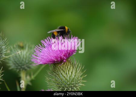 Summer UK, Bumblebee on Thistle Flower Banque D'Images