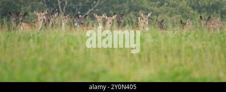Été Royaume-Uni, cerf en jachère femelle dans Tall Meadow Grass Banque D'Images