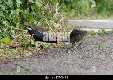 Moorhen-Gallinula chloropus transmet la nourriture aux juvéniles. Banque D'Images