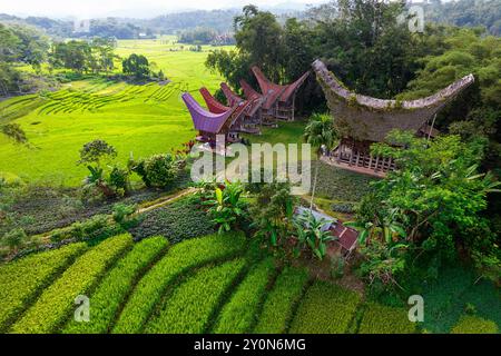 Beau paysage de Tanata Toraja à Sulawesi, spectaculaire village traditionnel avec des maisons traditionnelles tongkonan entouré de rizières Banque D'Images