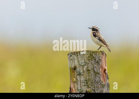 Un whinchat mâle, un petit passereau brun, orange et blanc, perché sur un pieu en bois dans un pré. Journée d'été ensoleillée. Herbe verte floue. Banque D'Images