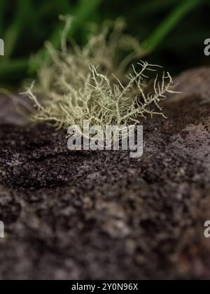 Macro photographie de quelques lichen fruticose poussant sur un rocher, dans un jardin près de la ville coloniale de Villa de Leyva, dans le centre de la Colombie. Banque D'Images