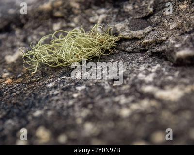 Macro photographie de quelques lichen fruticose poussant sur un rocher, dans un jardin près de la ville coloniale de Villa de Leyva, dans le centre de la Colombie. Banque D'Images