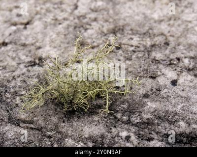 Macro photographie de quelques lichen fruticose poussant sur un rocher, dans un jardin près de la ville coloniale de Villa de Leyva, dans le centre de la Colombie. Banque D'Images