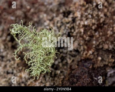 Macro photographie de quelques lichen fruticose poussant sur un rocher, dans un jardin près de la ville coloniale de Villa de Leyva, dans le centre de la Colombie. Banque D'Images