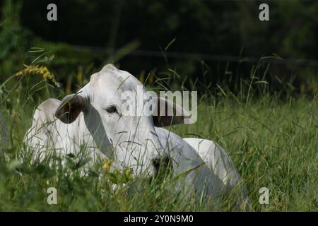 Brésilienne Nelore vache pâturant Banque D'Images