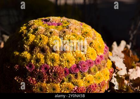 Arrangements floraux colorés de chrysantenum dans un jardin japonais en automne Banque D'Images