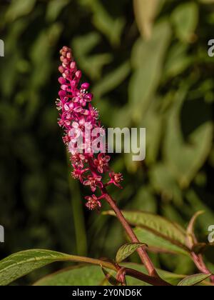 Photographie rapprochée d'une fleur rouge de Phytolacca rugosa illuminée par la lumière du coucher du soleil, dans une ferme près de la ville de Villa de Leyva. Banque D'Images